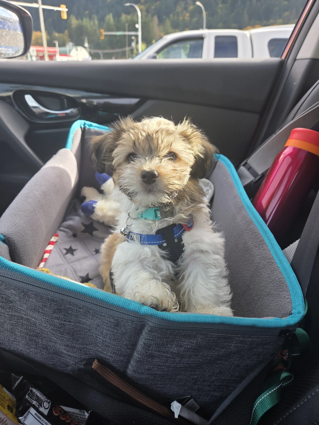 Pet Elevated Car Seat - New & in box!! - photo 2