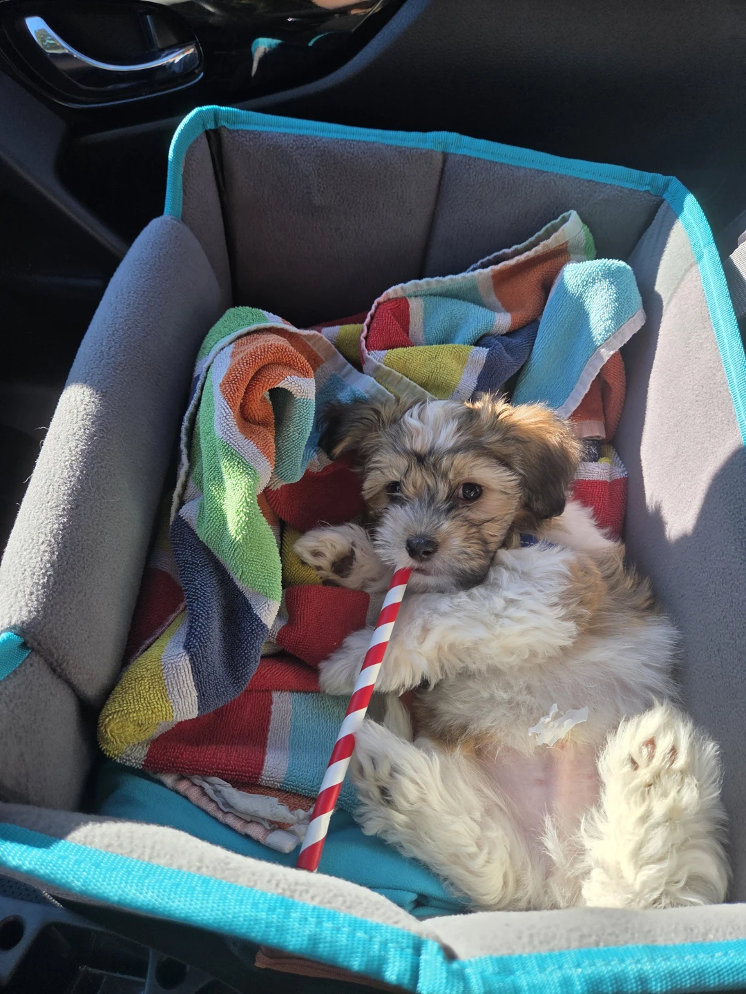 Pet Elevated Car Seat - New & in box!! - photo 3