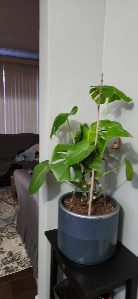 Monstera Plant in  Grey stone Pot. Price not negotiable