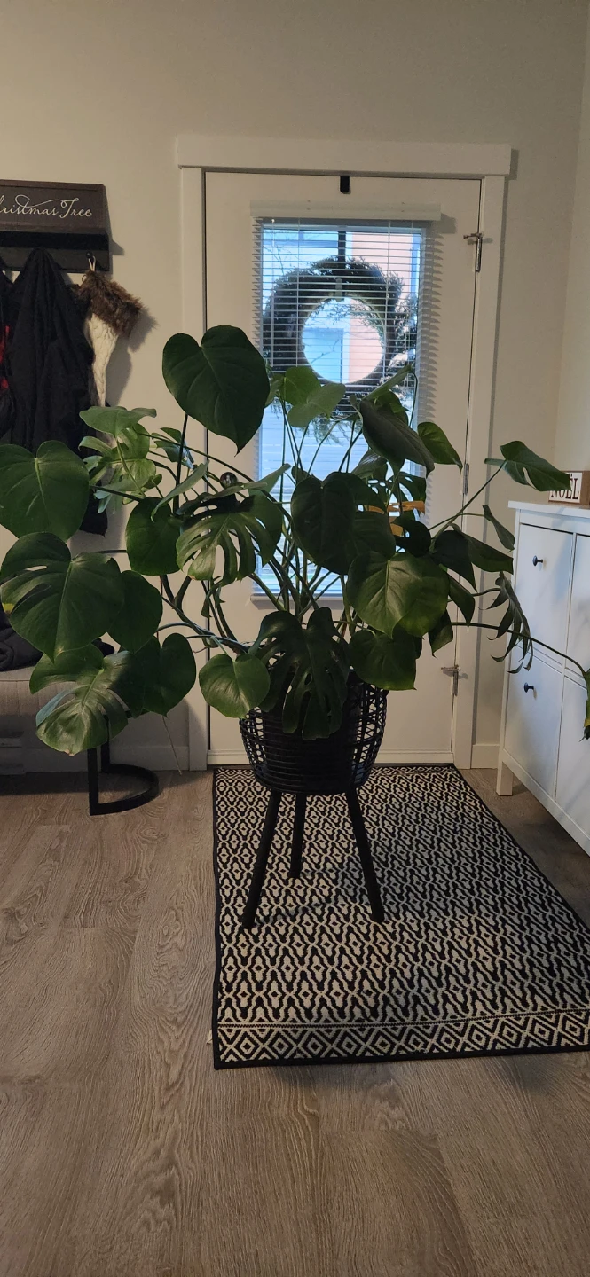 Monstera Plant in Black Wicker Stand