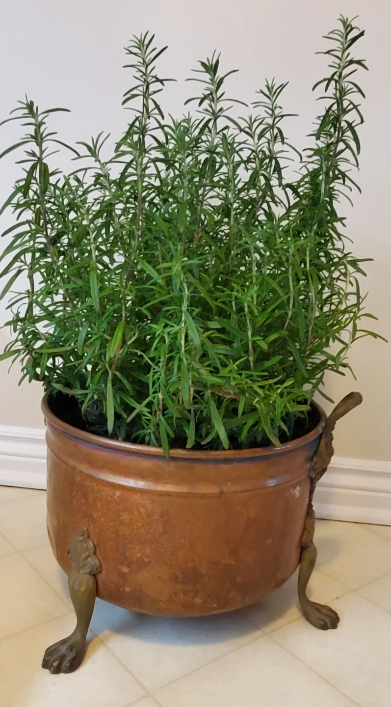 Live, large 40cm Potted Rosemary Plants