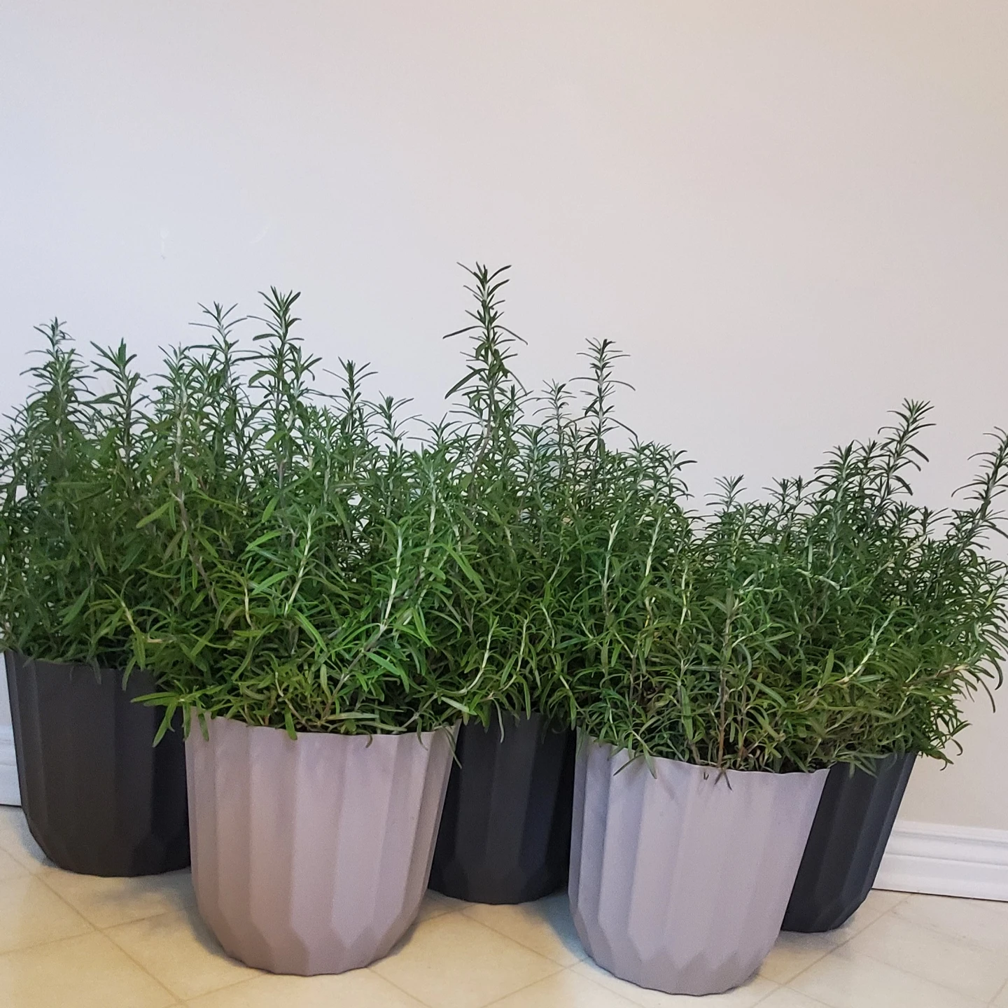 Live, large 40cm Potted Rosemary Plants - photo 3