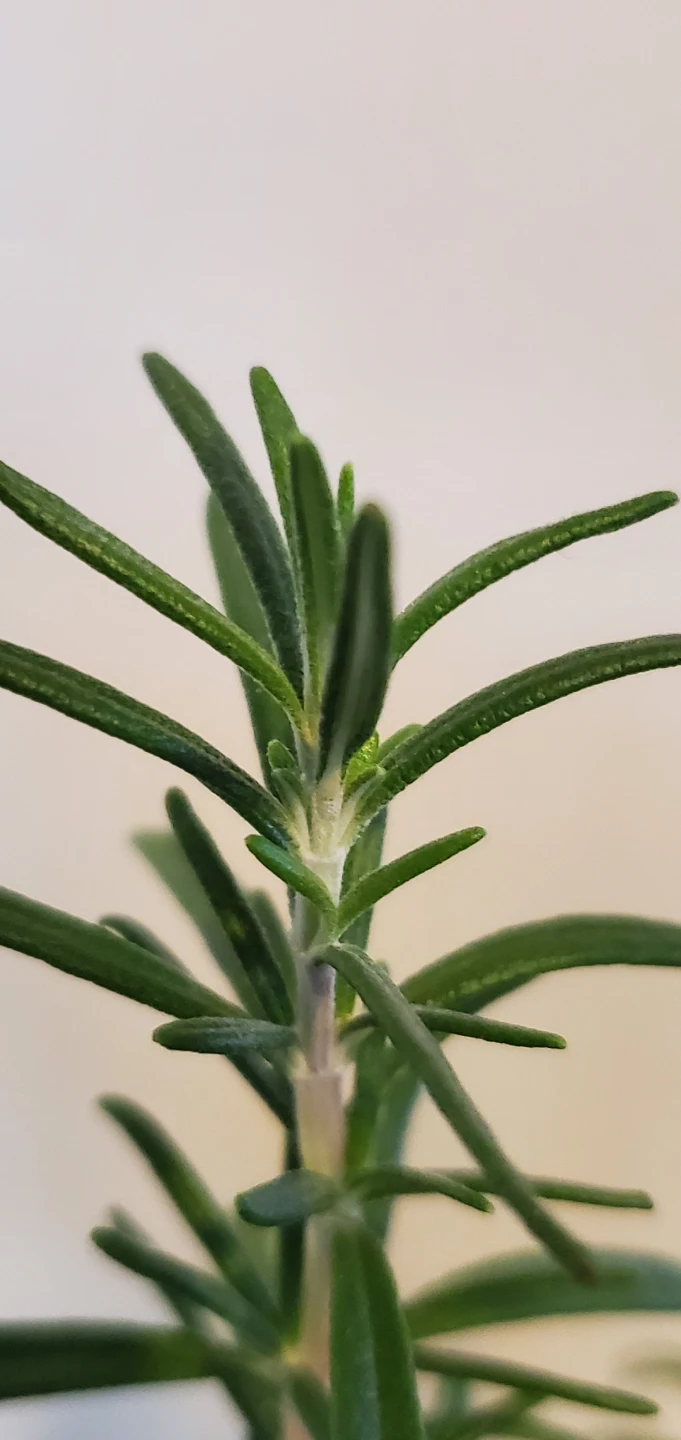 Live, large 40cm Potted Rosemary Plants - photo 4