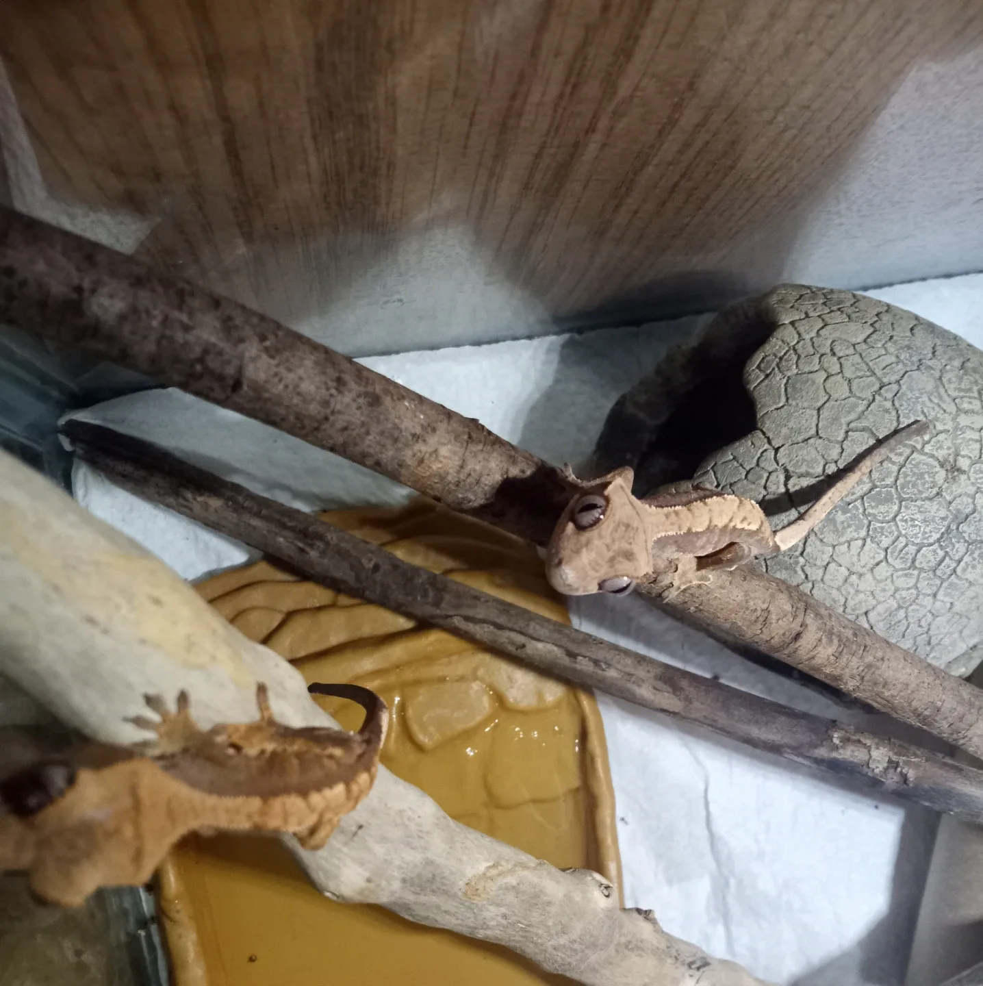 Baby Crested Gecko's