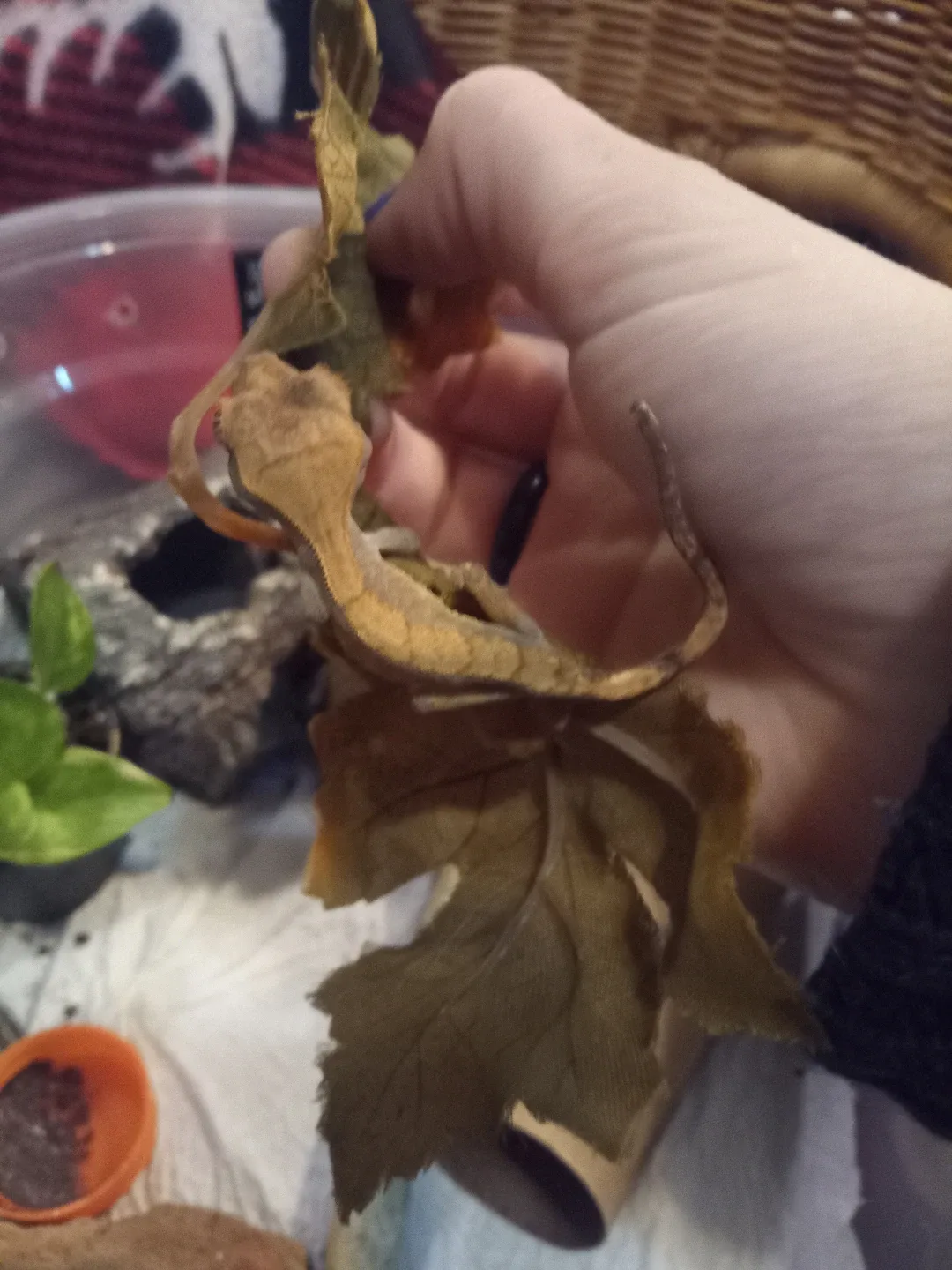 Baby Crested Gecko's image indicator(3)