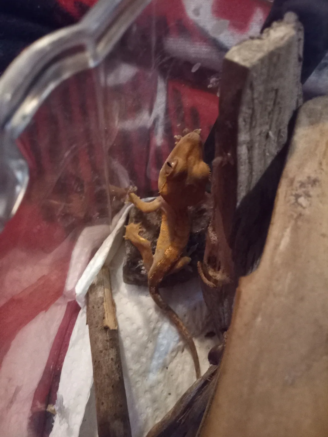 Baby Crested Gecko's image indicator(5)