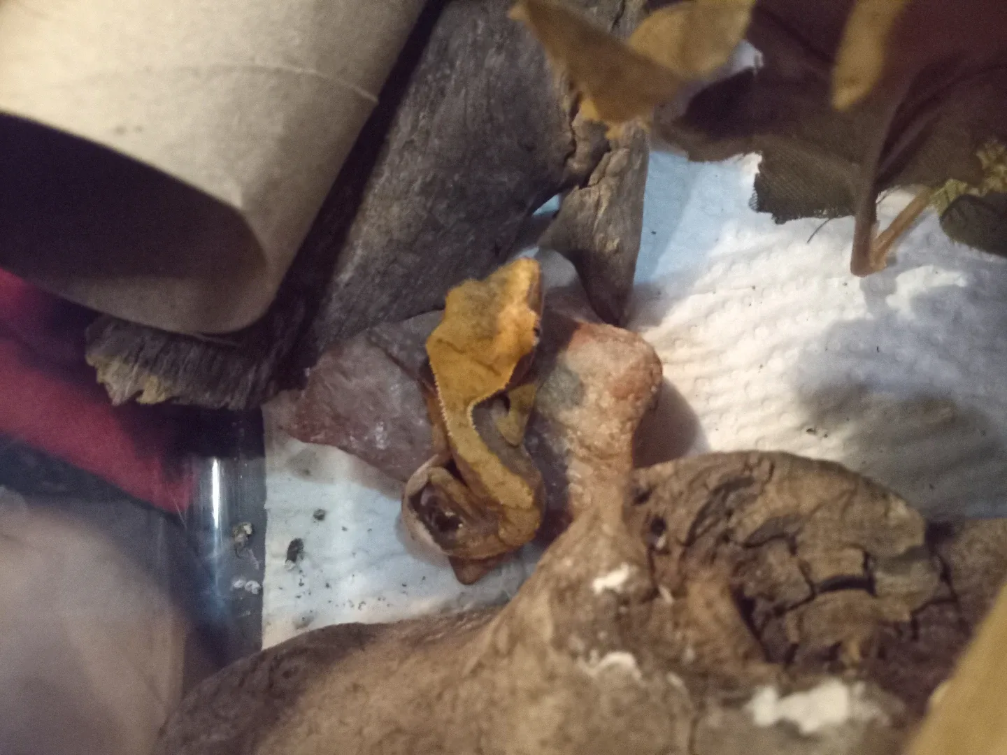 Baby Crested Gecko's image indicator(6)