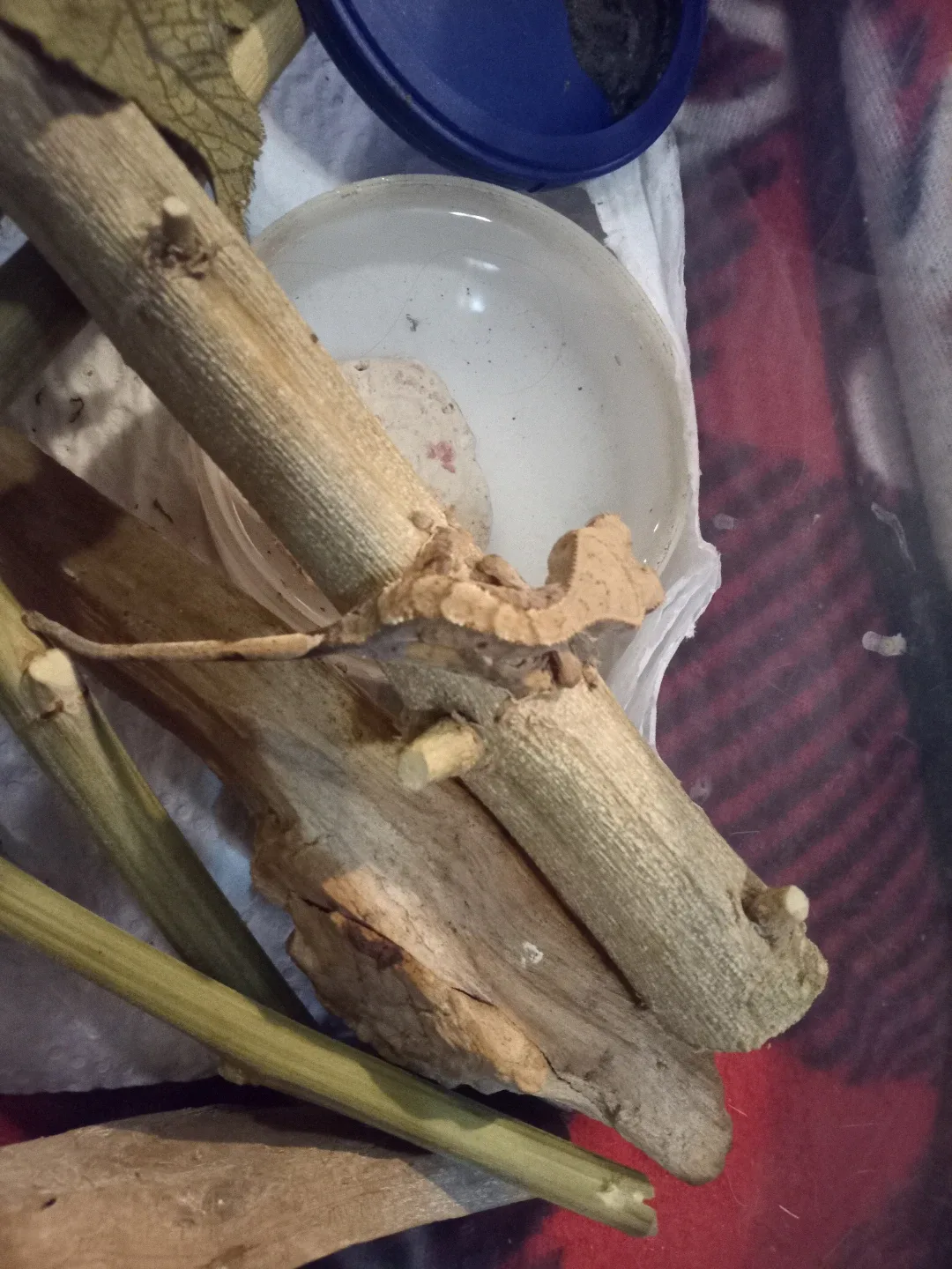 Baby Crested Gecko's image indicator(7)