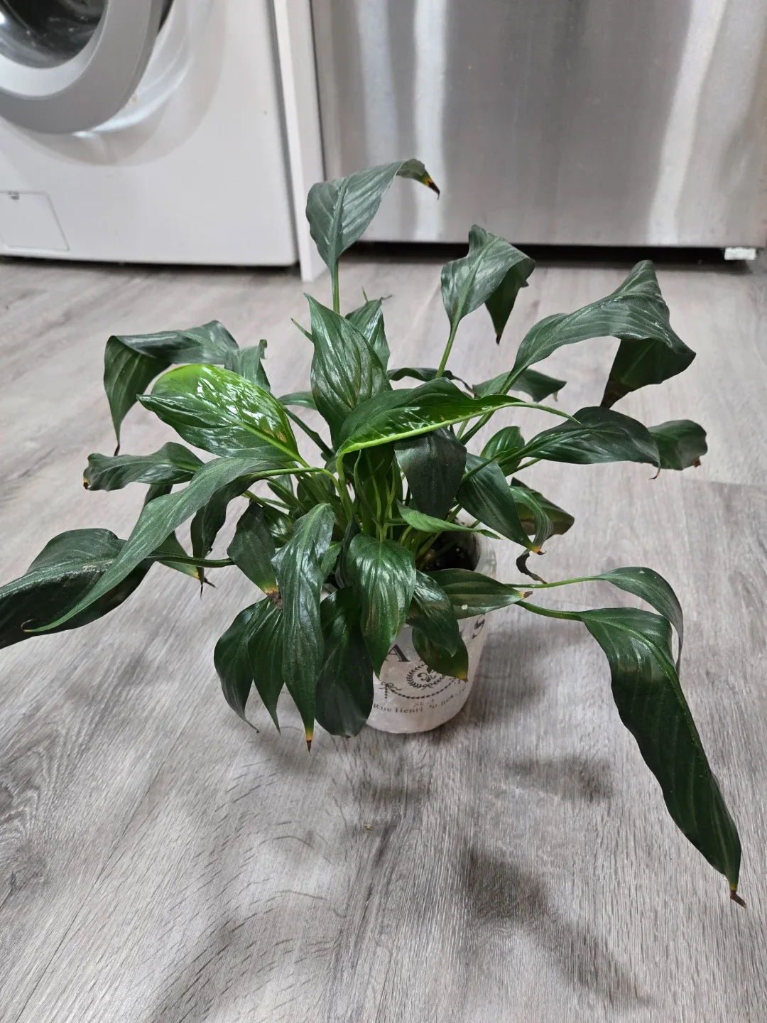 Free plant babies needing new home image indicator(6)