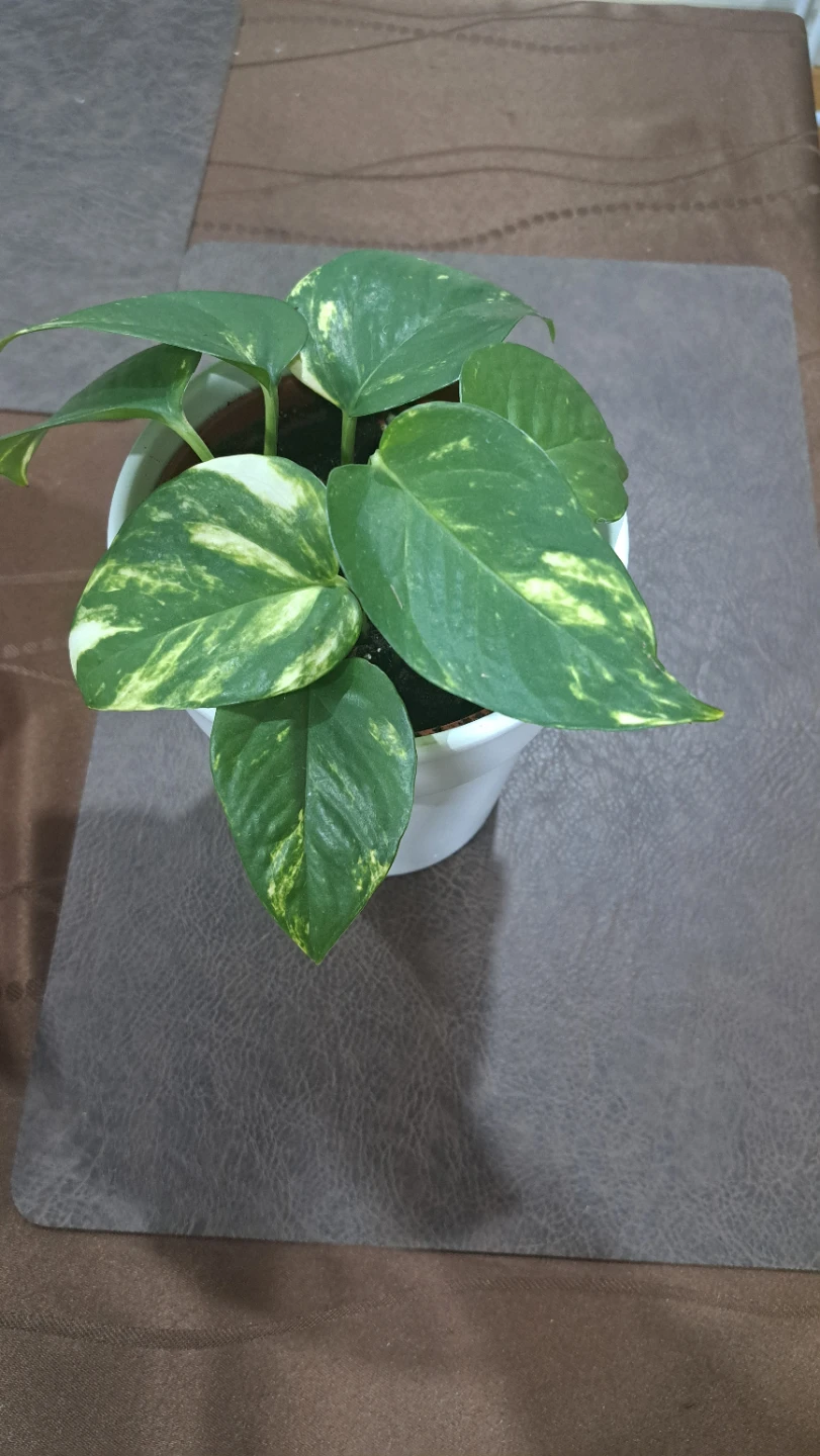 Pothos Plant - photo 2
