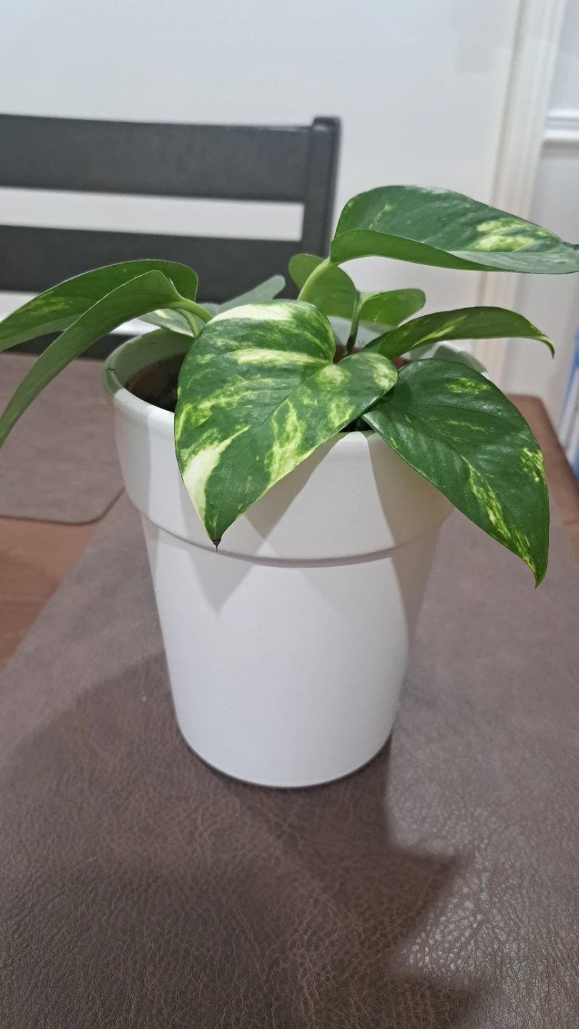 Pothos Plant - photo 3