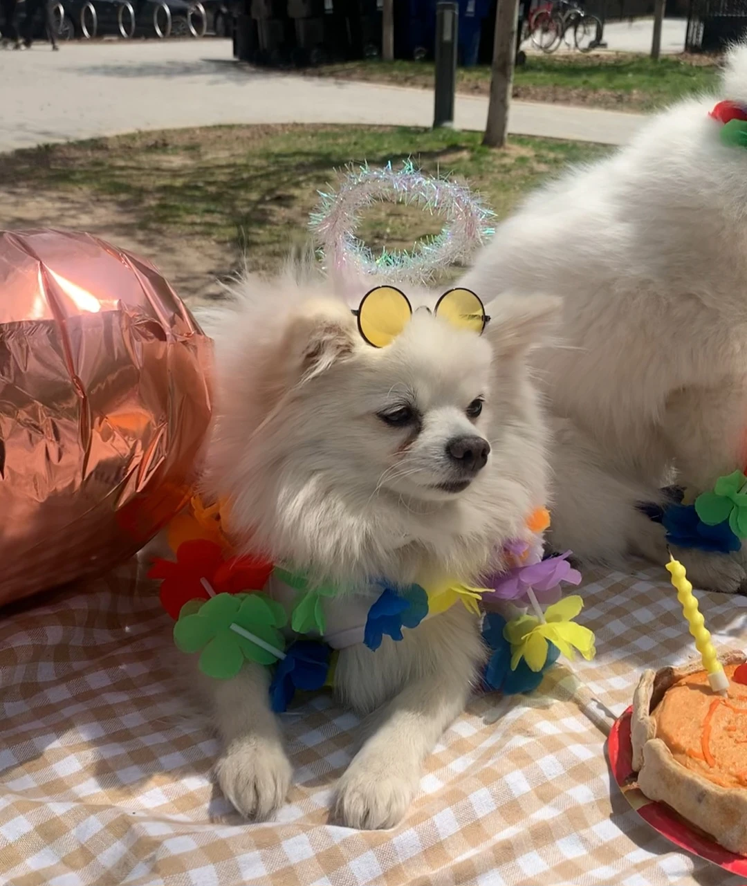 Dog Sunglasses for small dog ! - photo 3