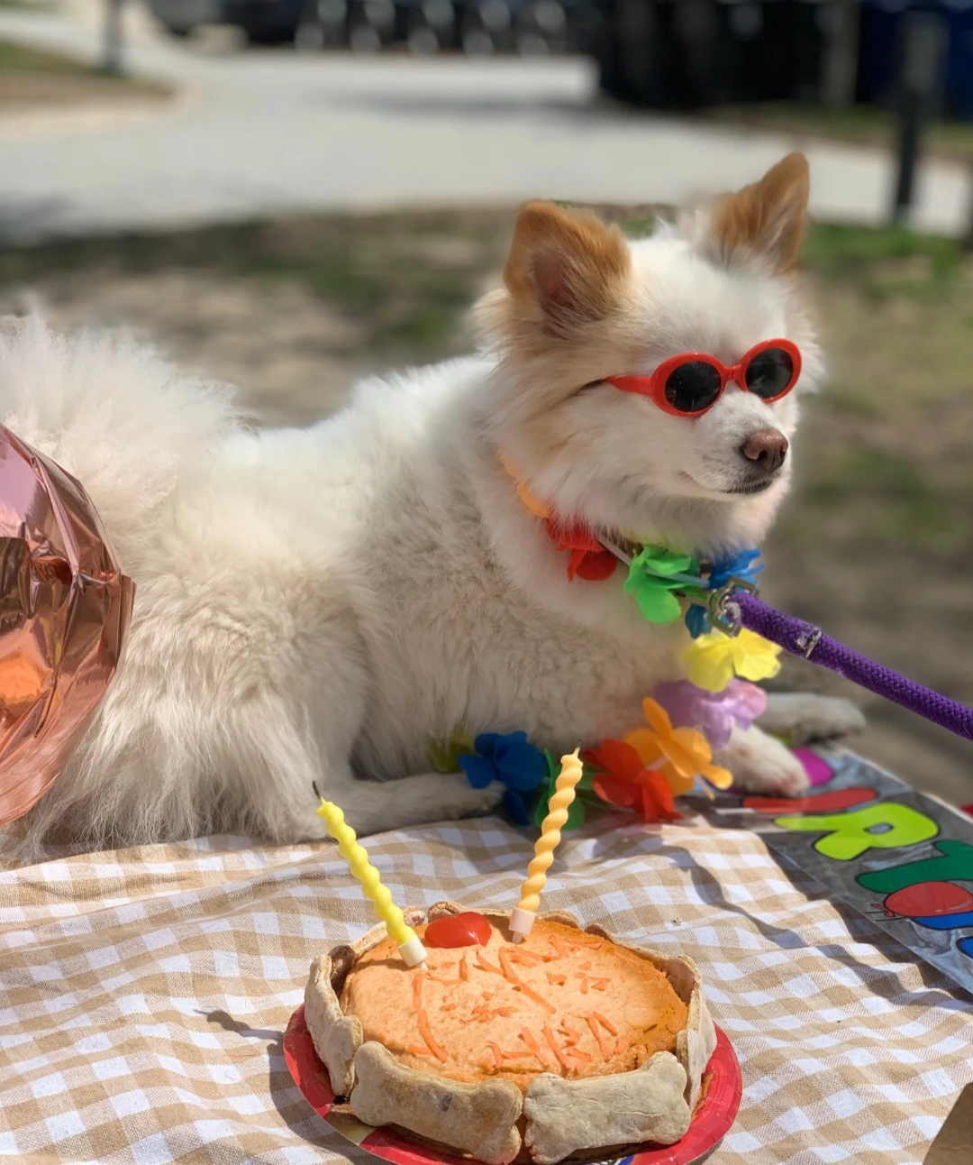 Dog Sunglasses for small dog ! - photo 4