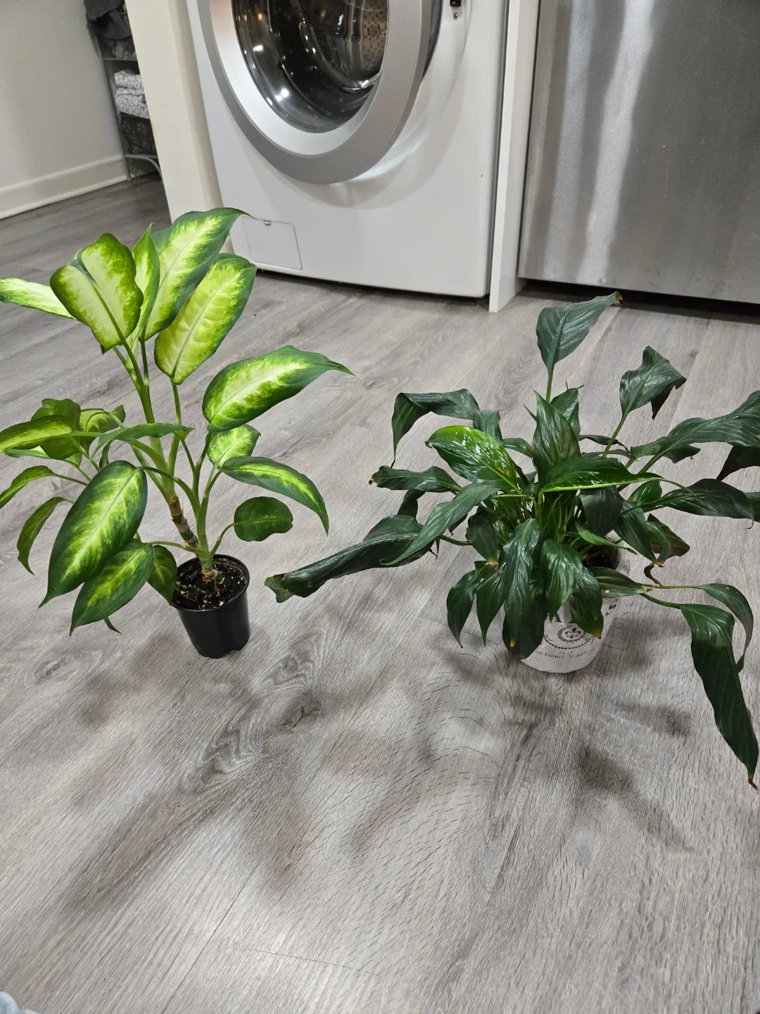 Free plant babies needing new home