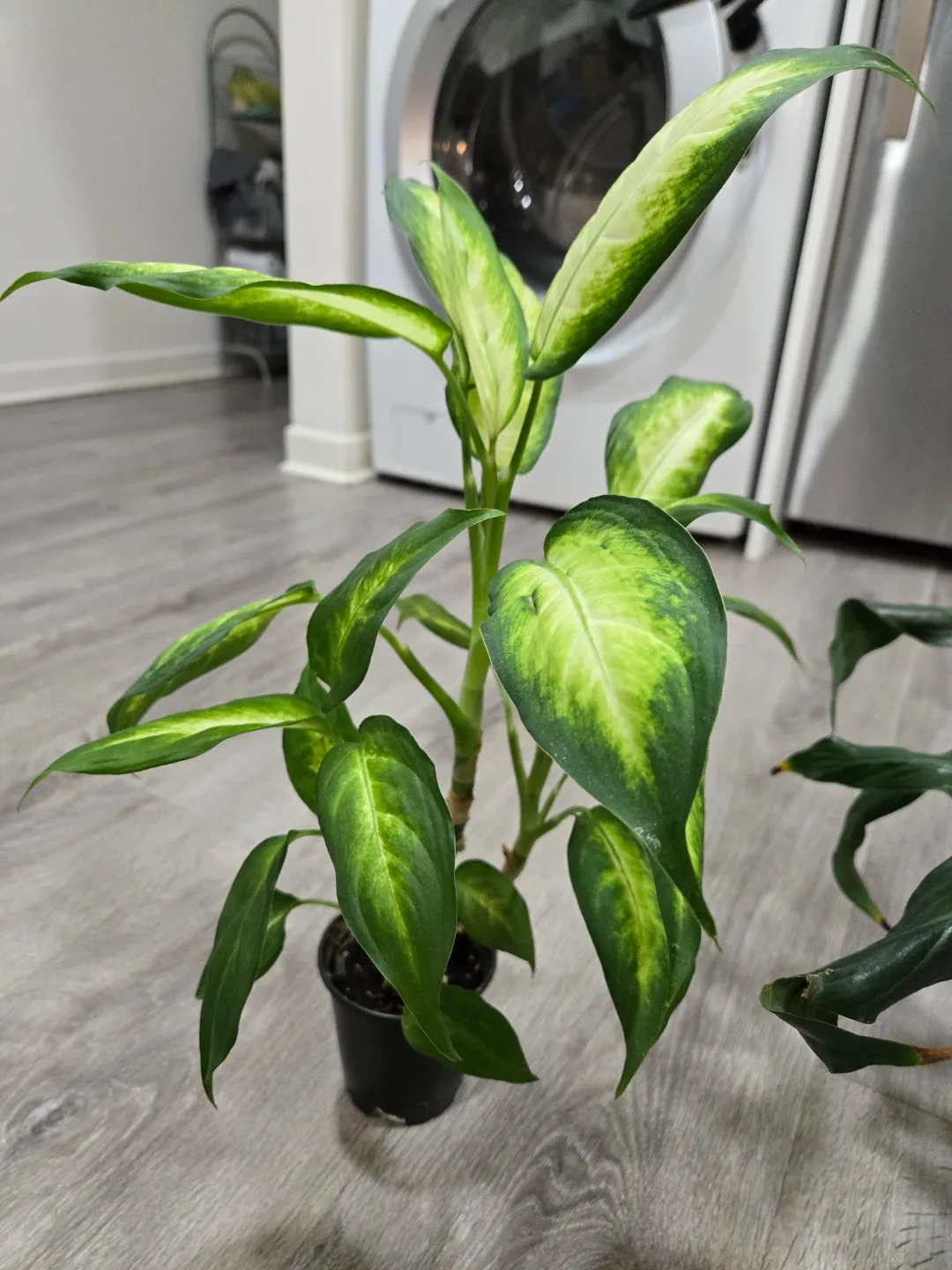 Free plant babies needing new home image indicator(2)