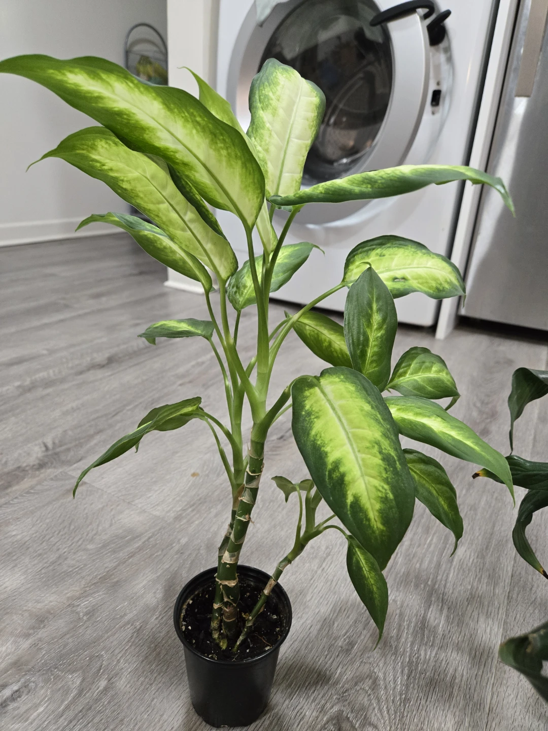 Free plant babies needing new home - photo 3