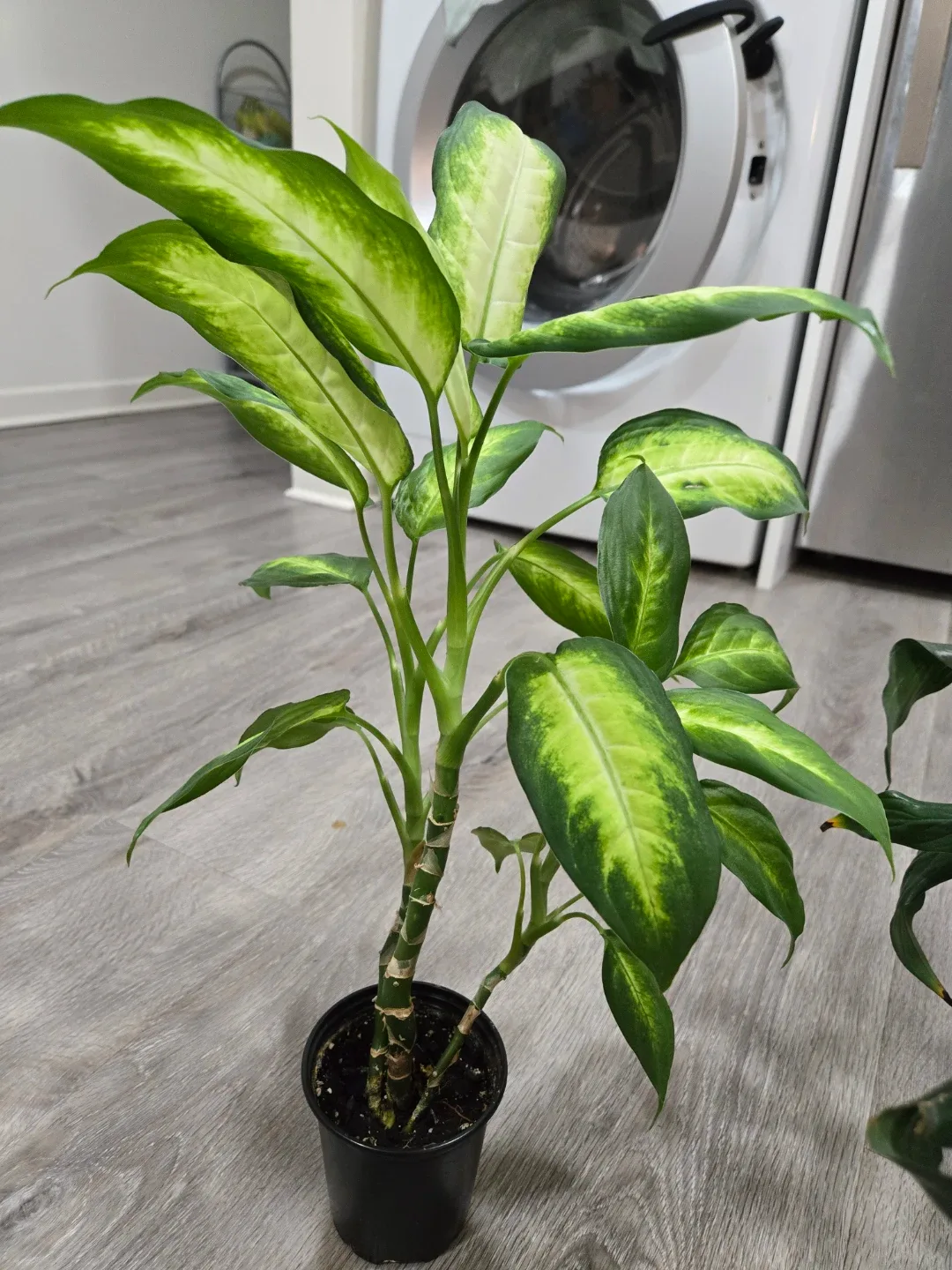 Free plant babies needing new home image indicator(3)