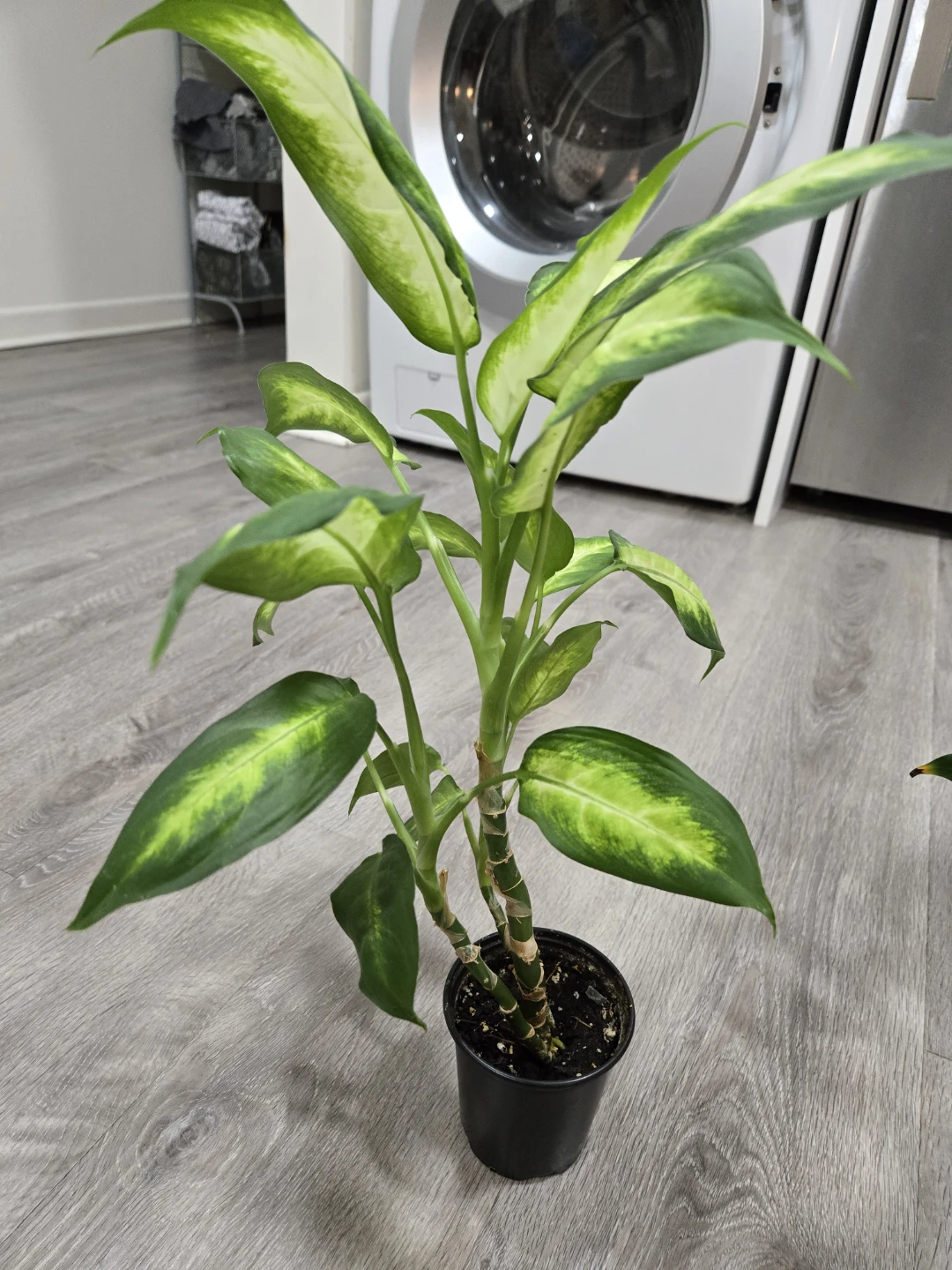 Free plant babies needing new home - photo 4