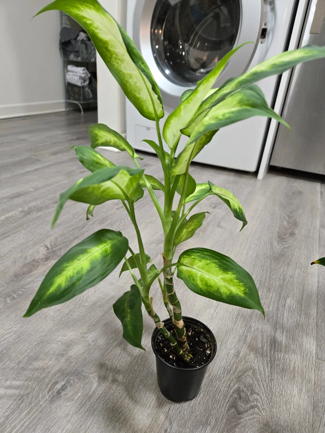 Free plant babies needing new home image indicator(4)