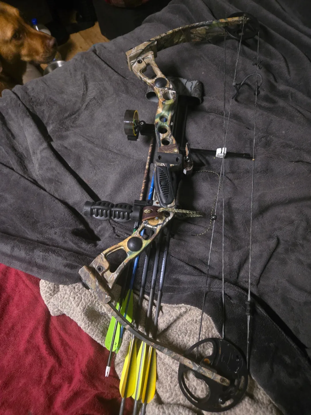 Bengal Compound Bow - 55-70# Weight