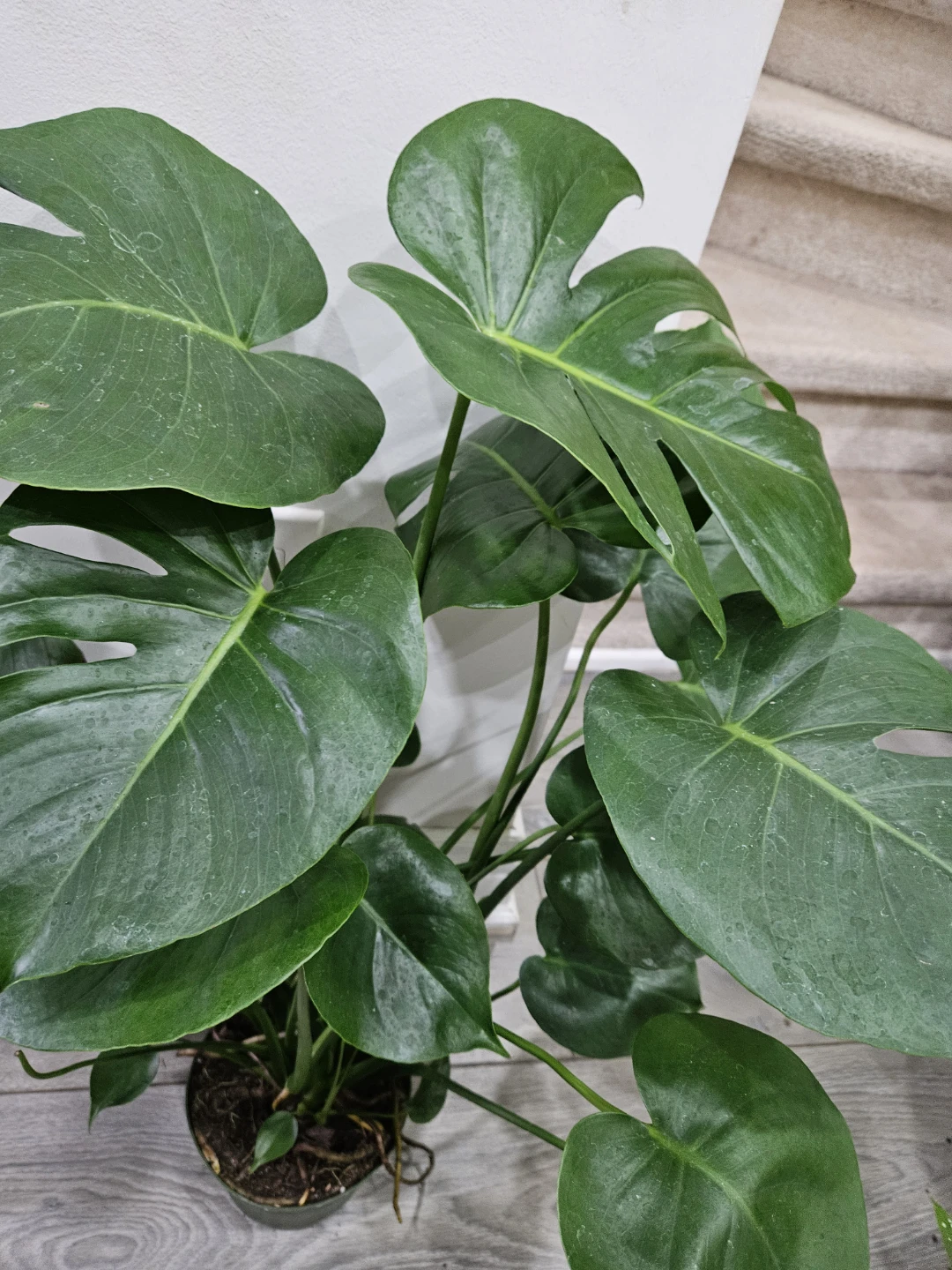 Monstera Deliciosa Plant