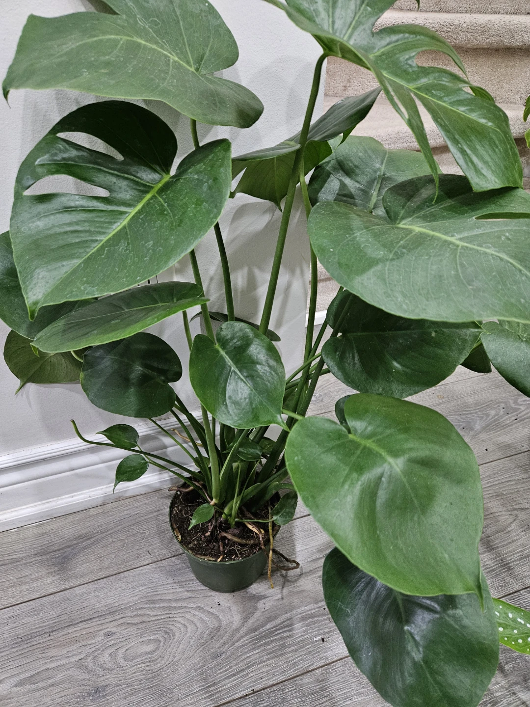 Monstera Deliciosa Plant - photo 2