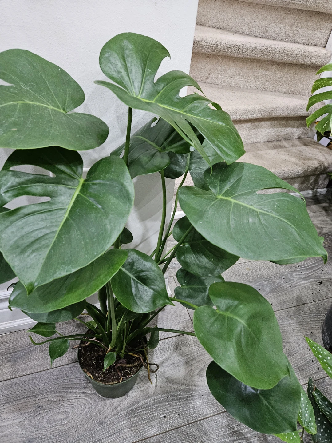 Monstera Deliciosa Plant - photo 3