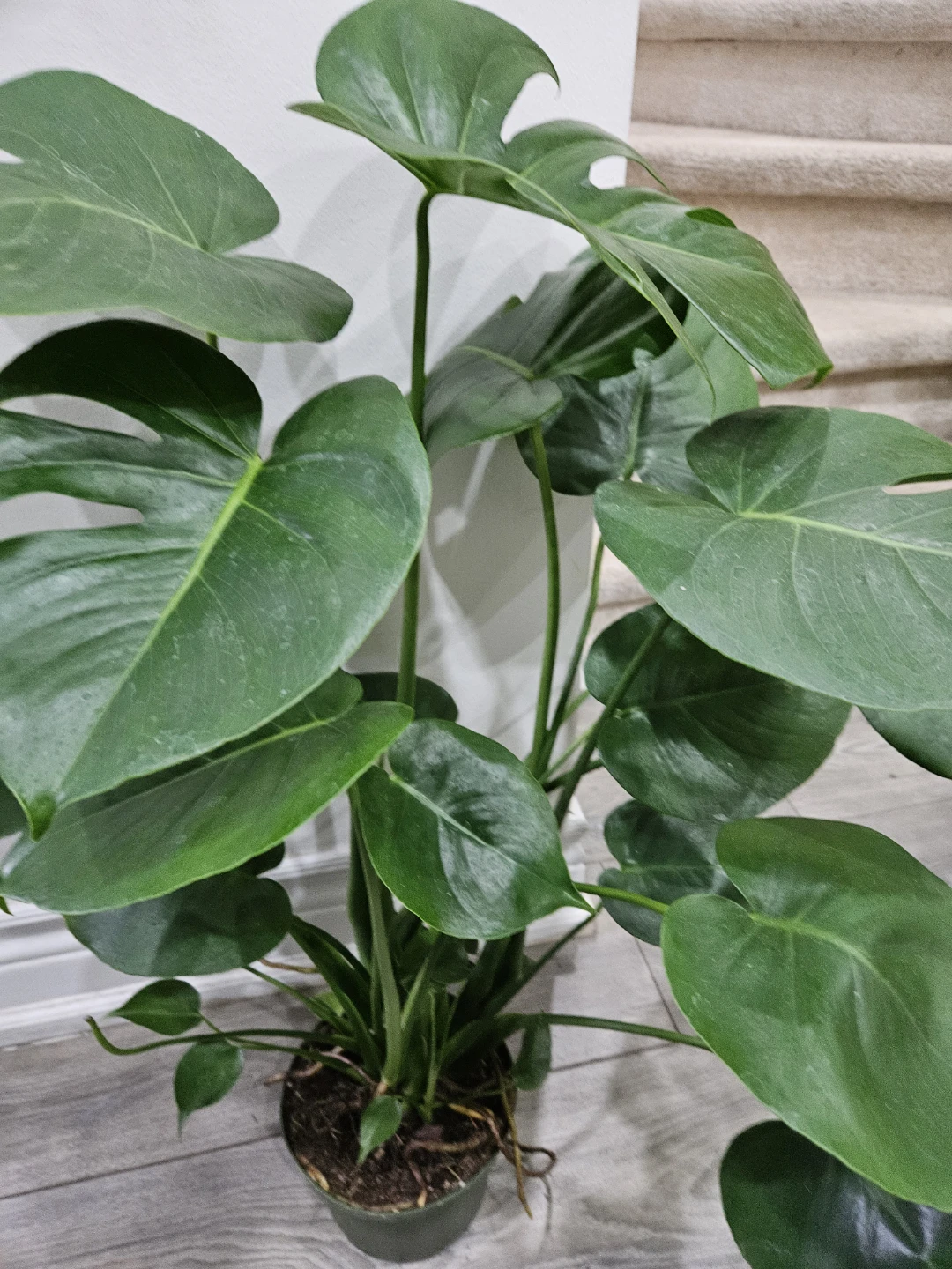 Monstera Deliciosa Plant - photo 4