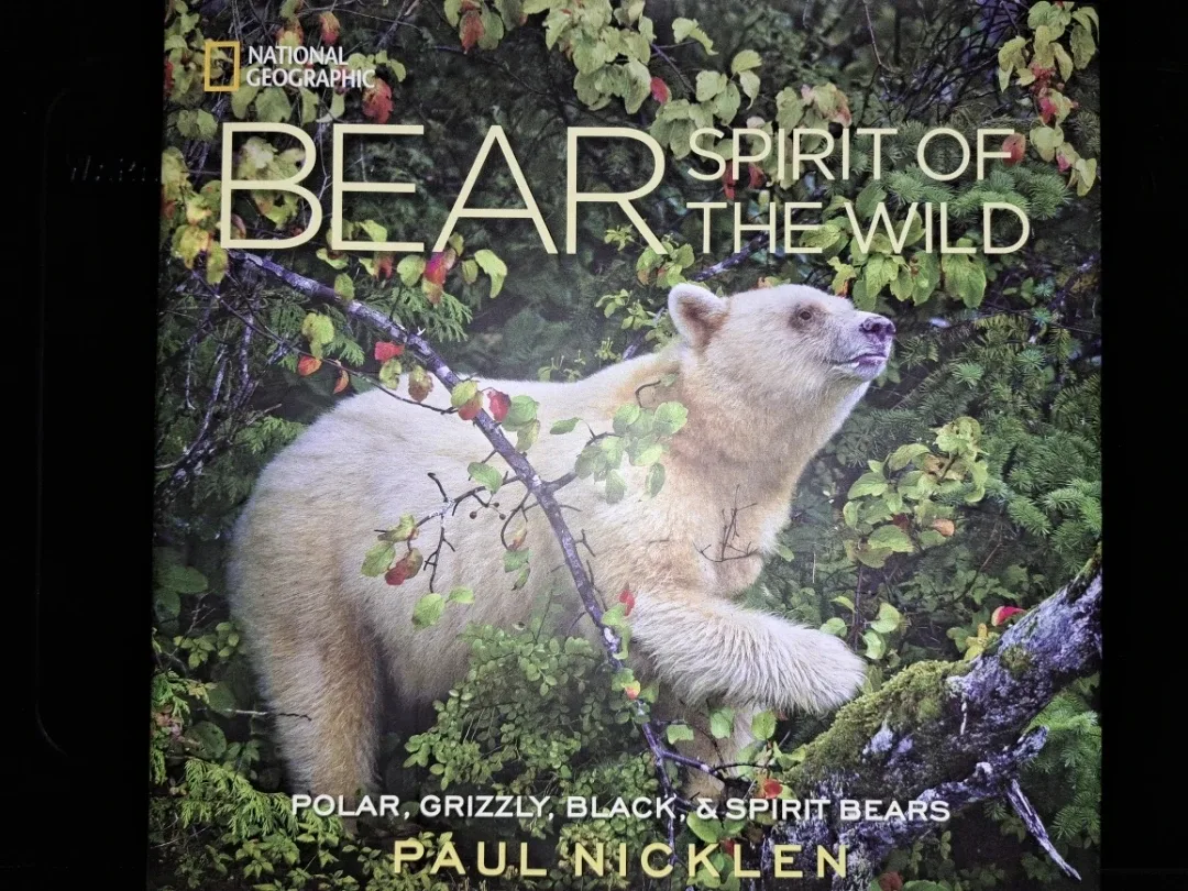 National Geographic,Bear,  Spirit of the Wild