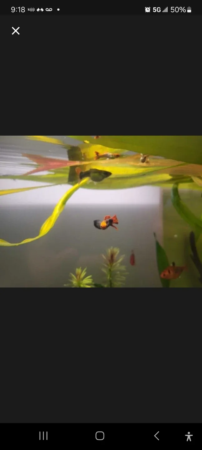 Orange & Blue Koi Guppy Fish