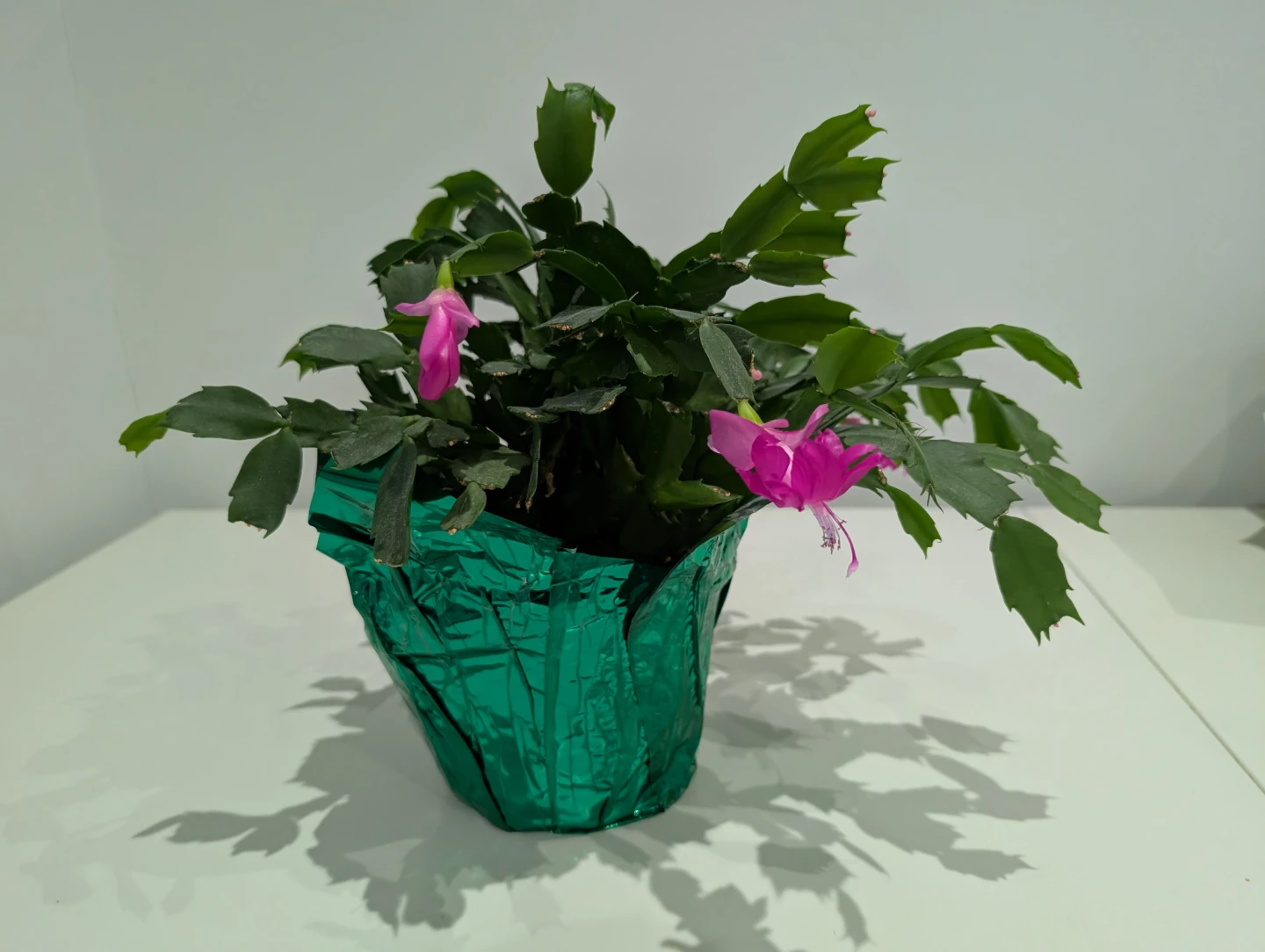 Easter Cactus with Pink Flowers - photo 2