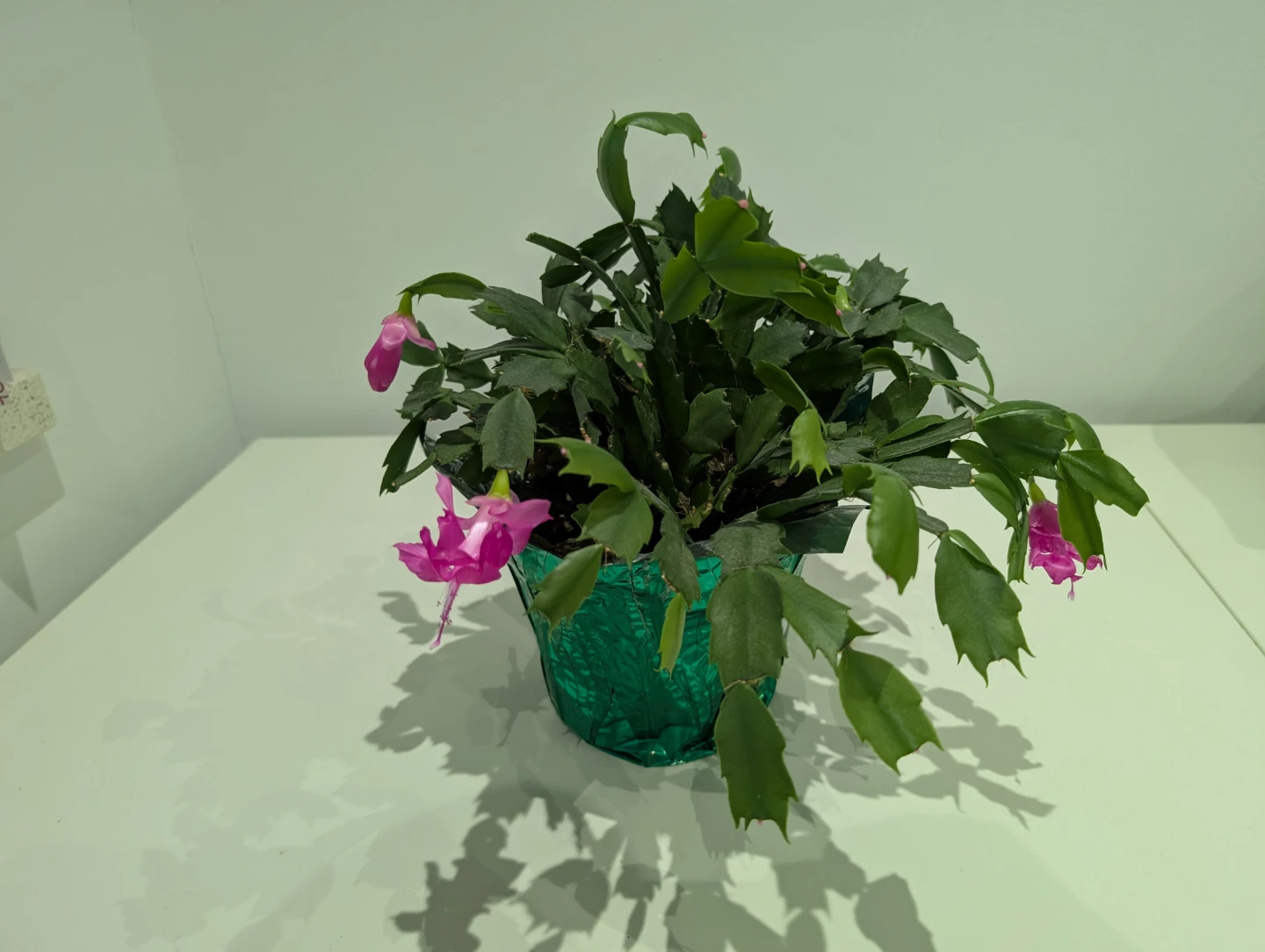 Easter Cactus with Pink Flowers - photo 3