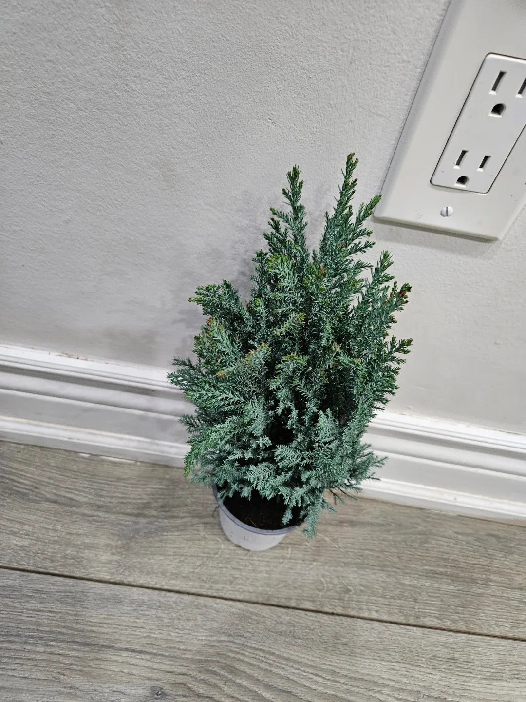 Blue Juniper Potted Plant