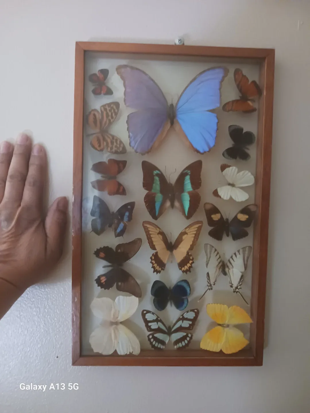 Framed Butterfly Collection