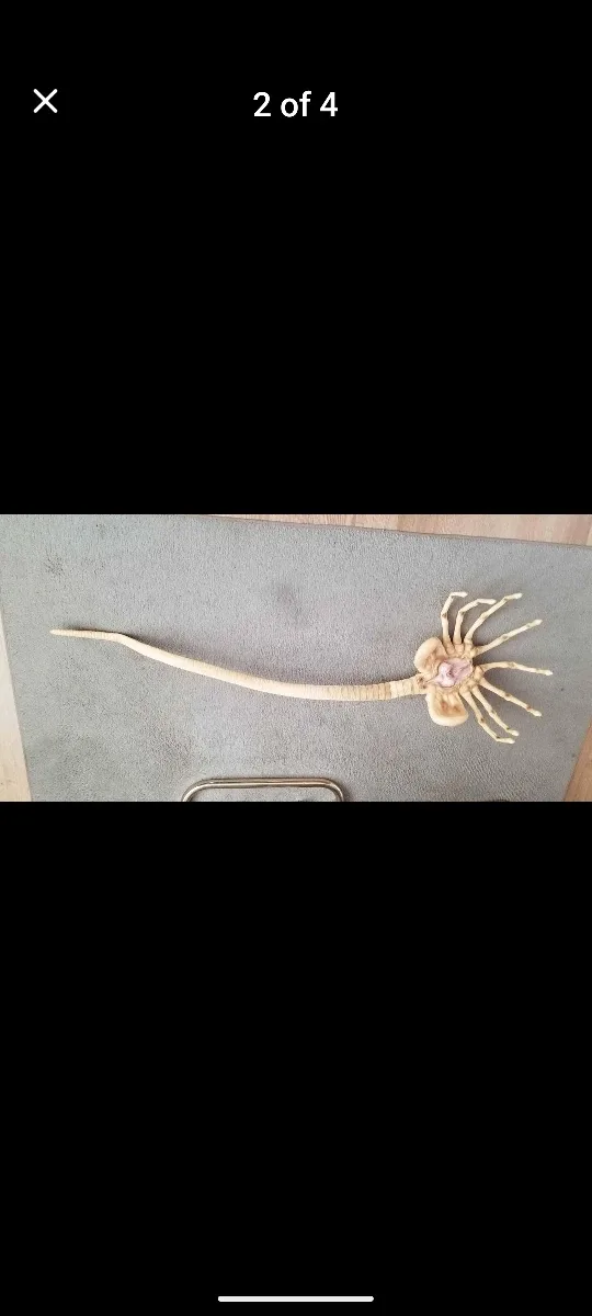 Alien Facehugger Life Size , 1979 image indicator(2)