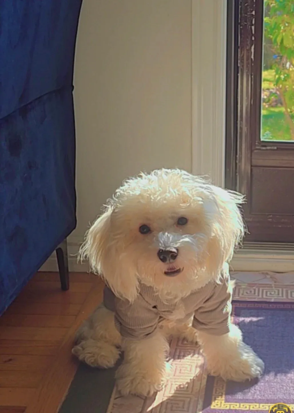 Bichone boy dog image indicator(2)