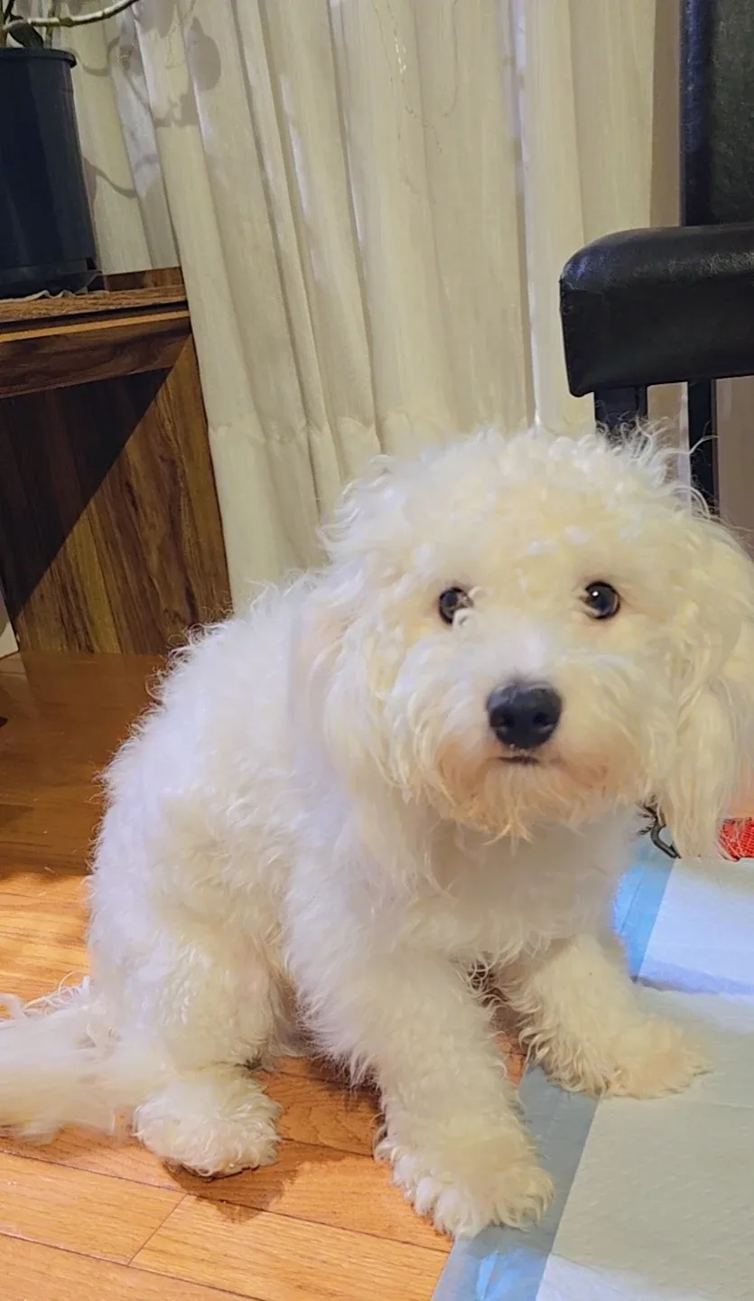 Bichone boy dog image indicator(3)