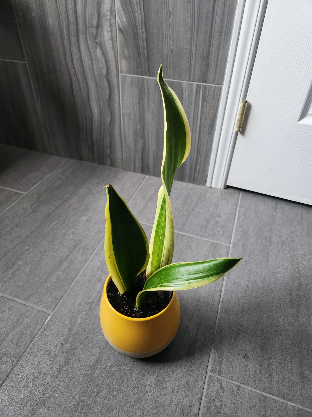 Snake plant