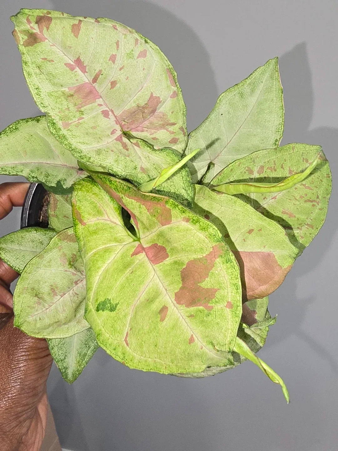 Syngonium Plant image indicator(2)