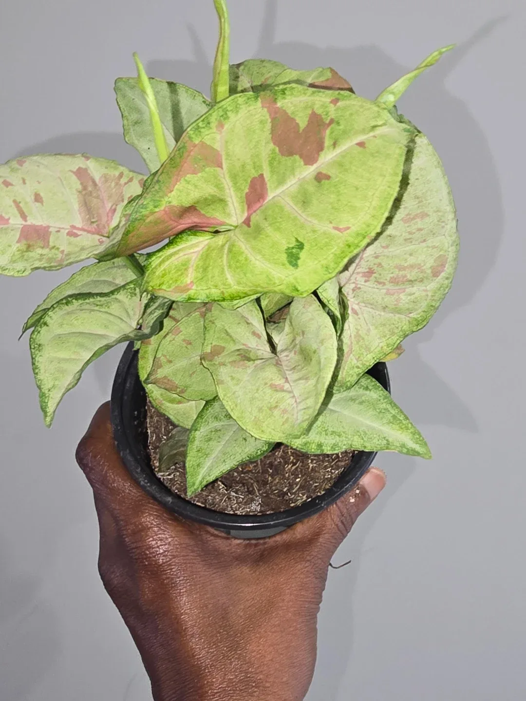 Syngonium Plant image indicator(3)