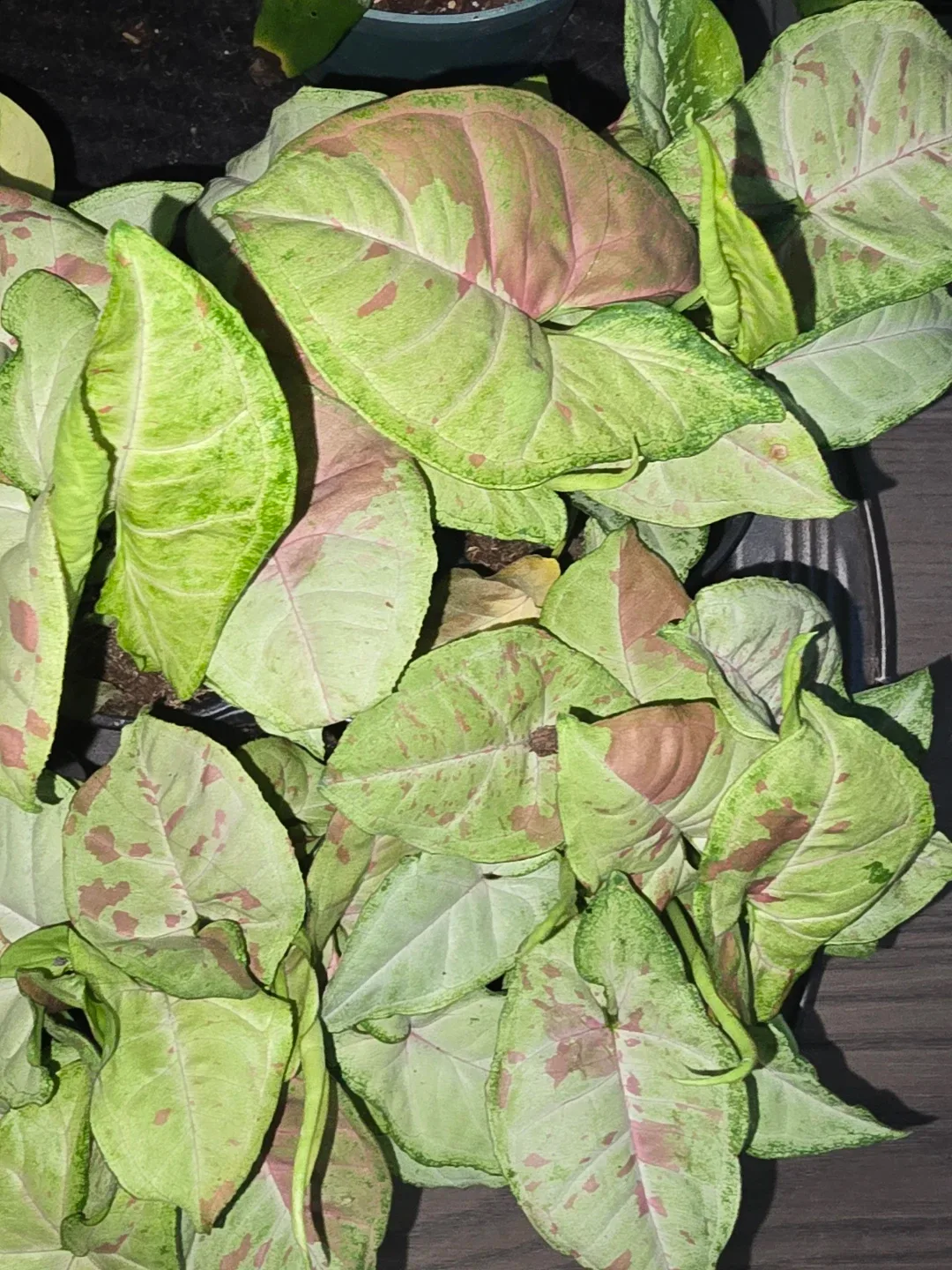 Syngonium Plant image indicator(4)