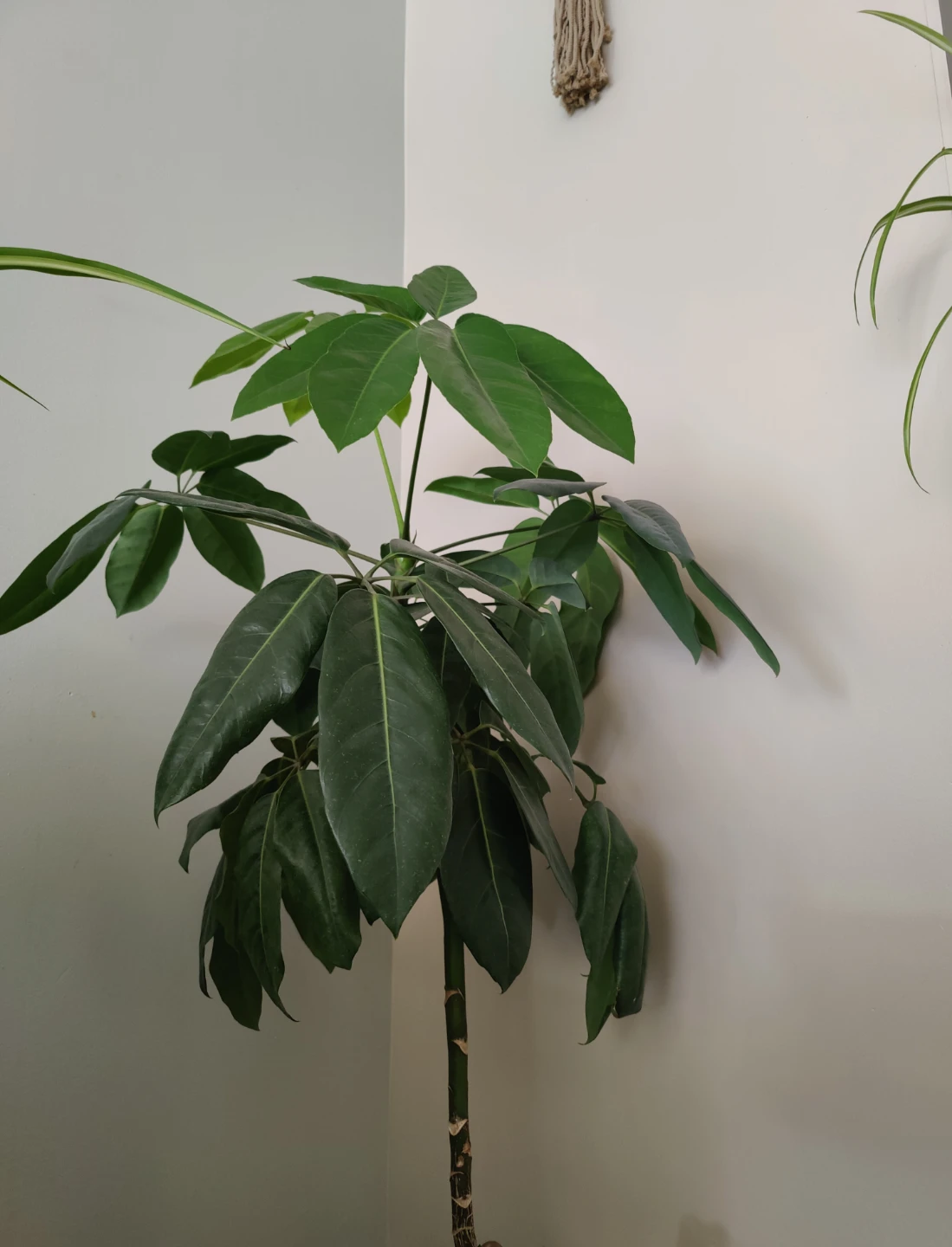 Indoor Umbrella Plant