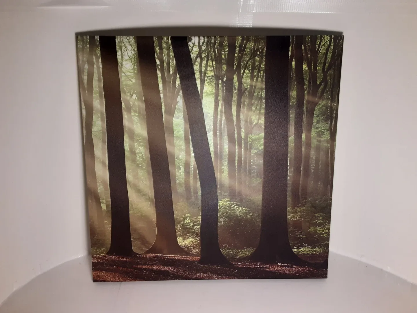Forest Photograph | Canvas Art Print 20"x20"