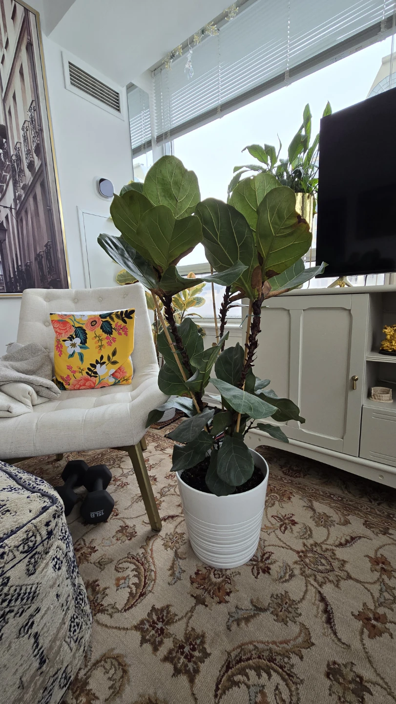 3 Fiddle Leaf Fig Plants in one ceramic pot
