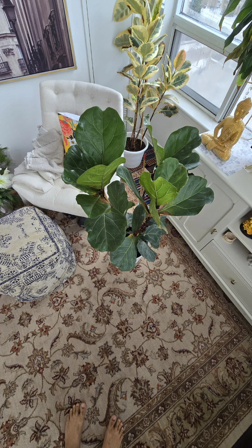 3 Fiddle Leaf Fig Plants in one ceramic pot - photo 2