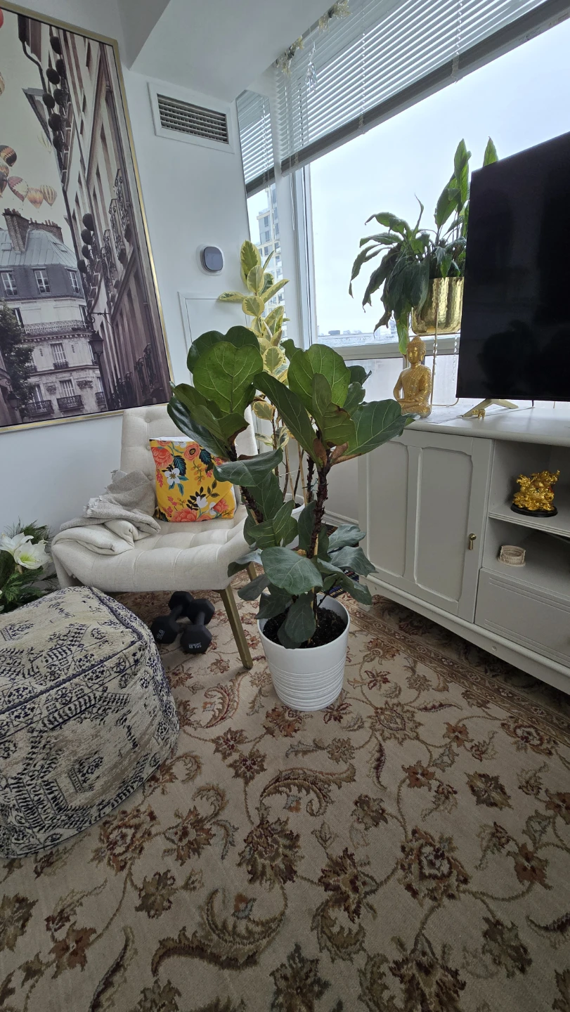 3 Fiddle Leaf Fig Plants in one ceramic pot - photo 3