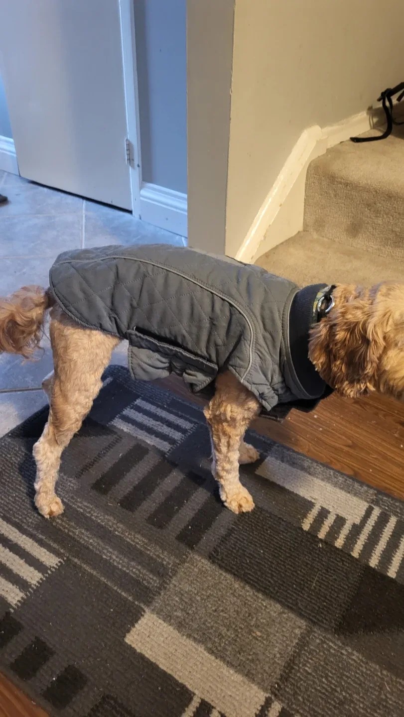 TINY Winter Dog Coat - Grey, Small image indicator(3)