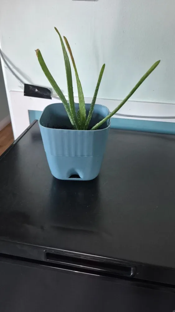 Aloe vera plant image indicator(2)