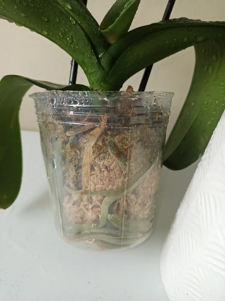 Orchid n/Ceramic Pot #Cleanout image indicator(2)