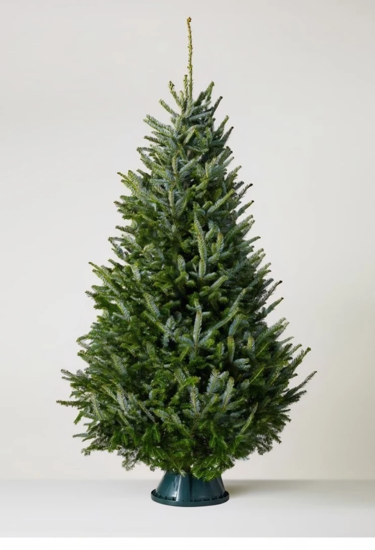 Fresh New Christmas Trees all sizes (With free Delivery)